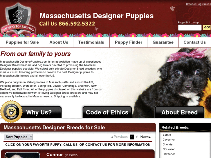 www.massachusettsdesignerpuppies.com