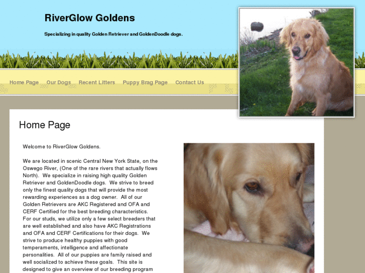 www.riverglowgoldens.com