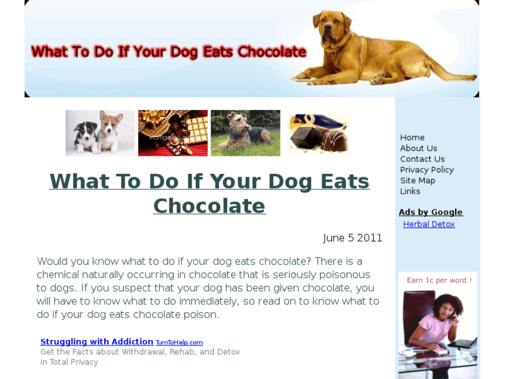 www.whattodoifyourdogeatschocolate.com