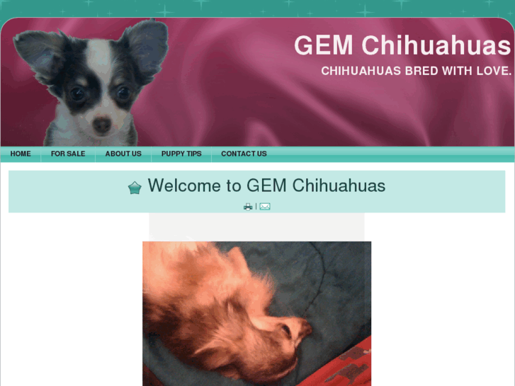 www.gemchihuahuas.com