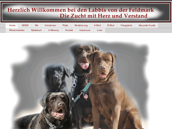 www.labradorzucht-feldmark.com