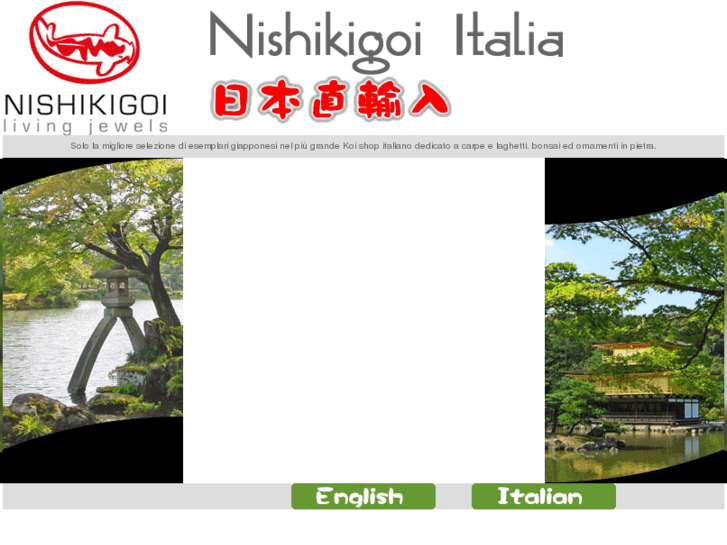 www.nishikigoi.it