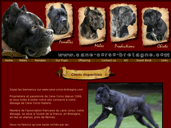 www.cane-corso-bretagne.com