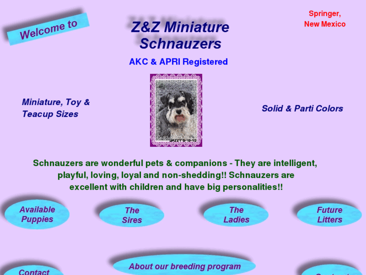 www.zandzminischnauzers.com