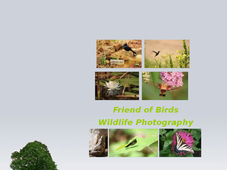 www.friendofbirds.com