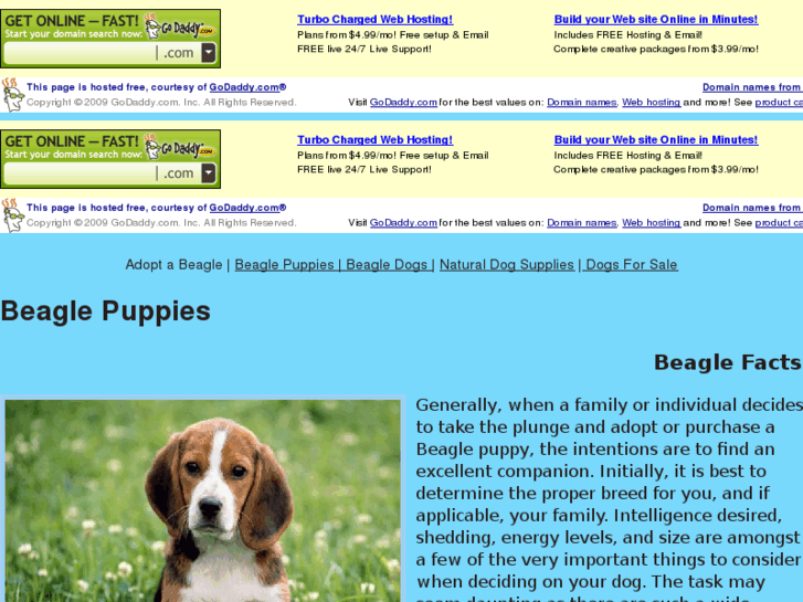 www.adoptbeaglestoday.net