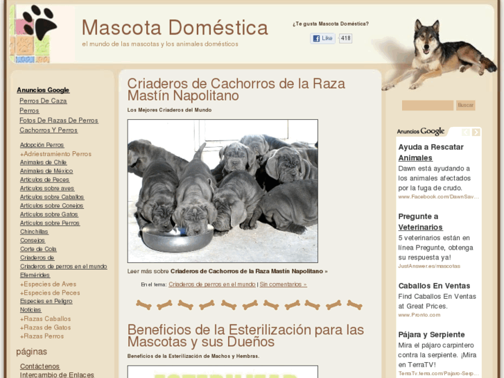 www.mascotadomestica.com