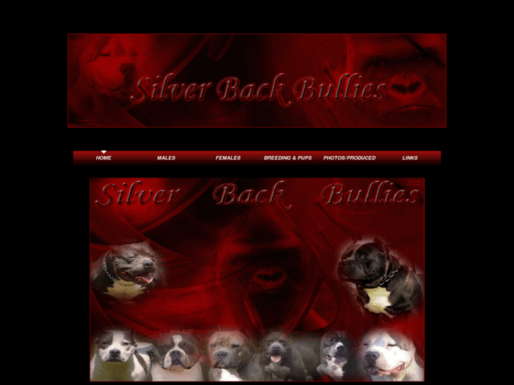 www.silverbackbullies.com