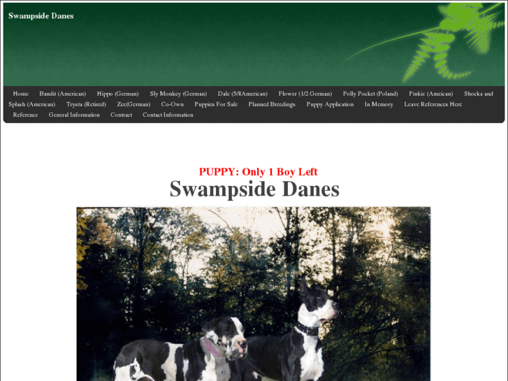 www.swampsidedanes.com