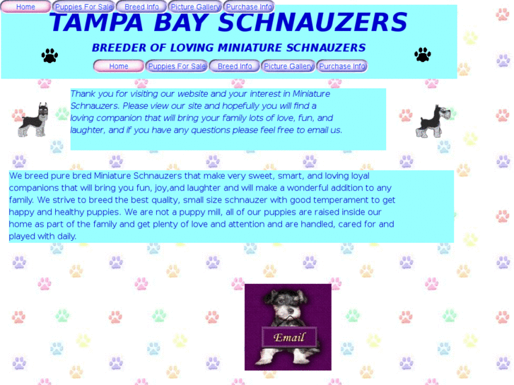 www.tampabayschnauzers.com