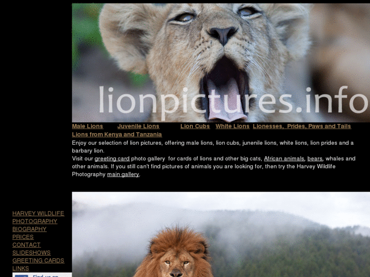 www.lionpictures.info