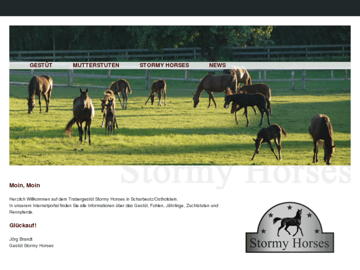 www.stormyhorses.com