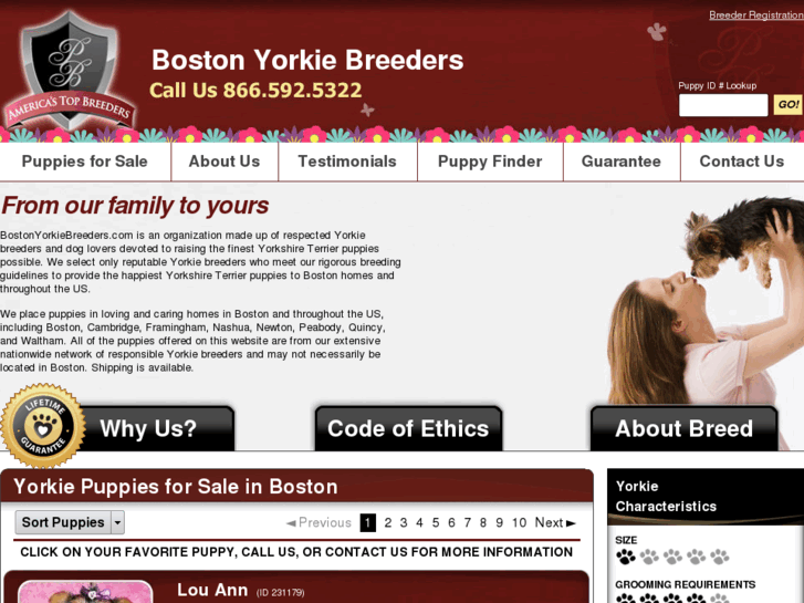 www.bostonyorkiebreeders.com