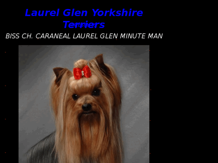 www.laurelglenyorkies.com