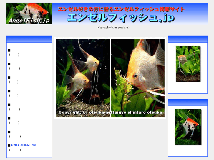 www.angelfish.jp