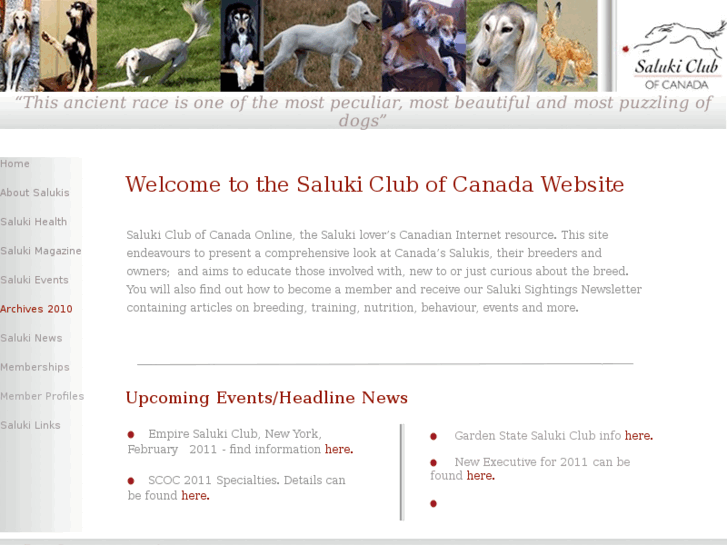 www.salukicanada.com