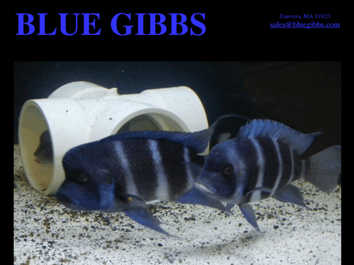 www.bluegibbs.com