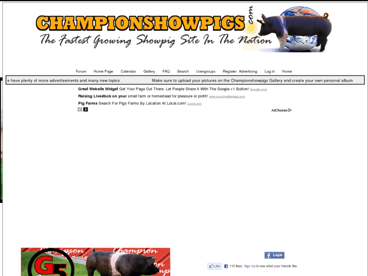 www.championshowpigs.com