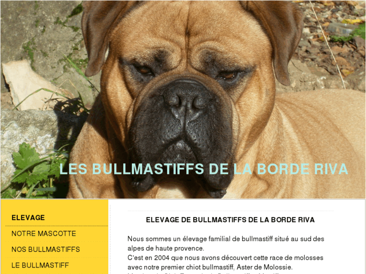 www.bullmastiffborderiva.com