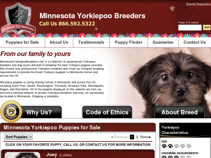 www.minnesotayorkiepoobreeders.com