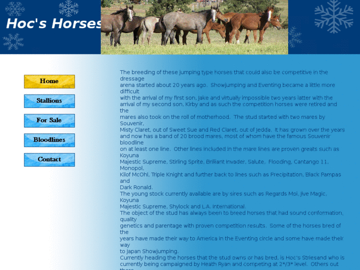 www.hocshorses.com