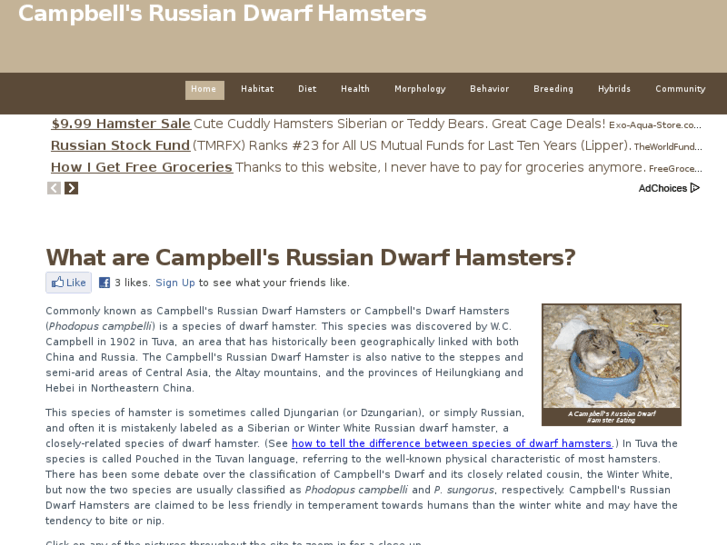 www.campbellsdwarfhamsters.com