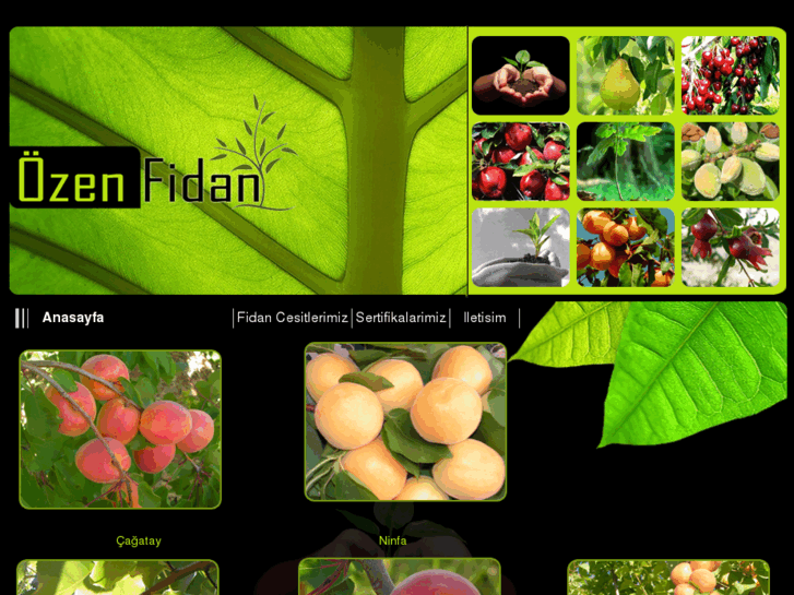 www.kayisifidani.com