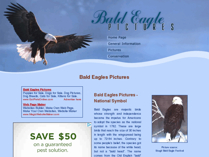 www.bald-eagle-pictures.org