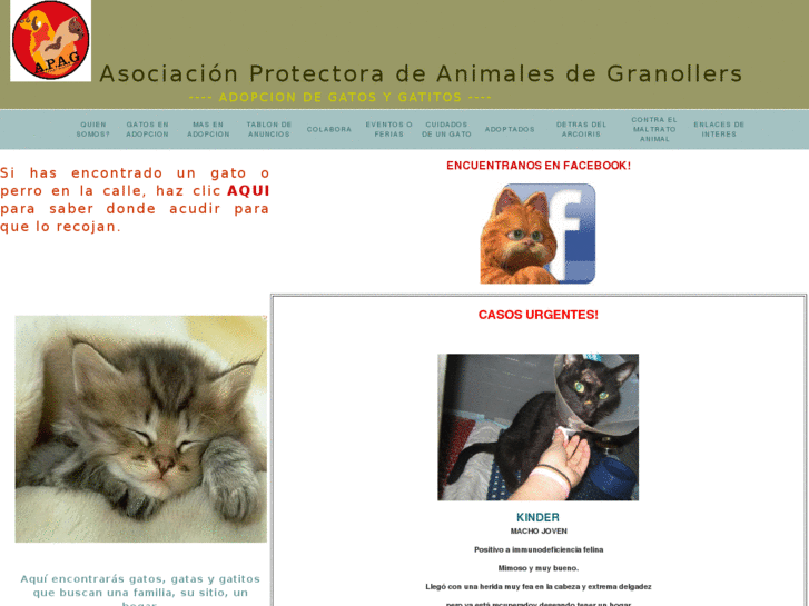 www.adopciondegatos.com