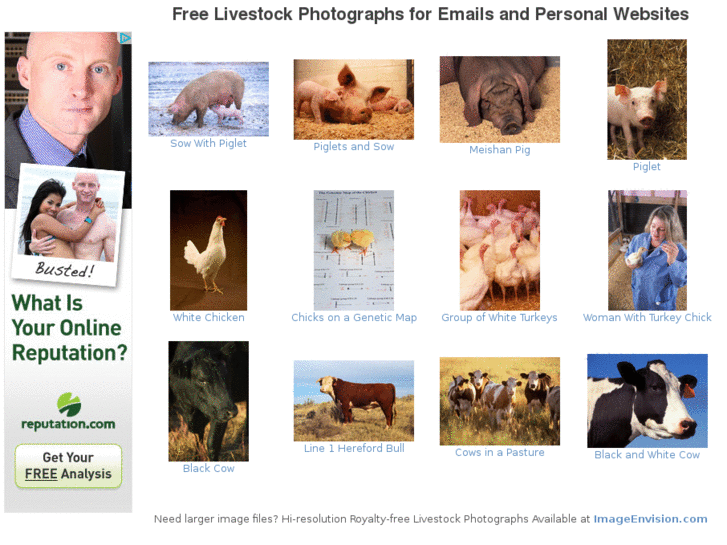 www.livestockphotographs.com