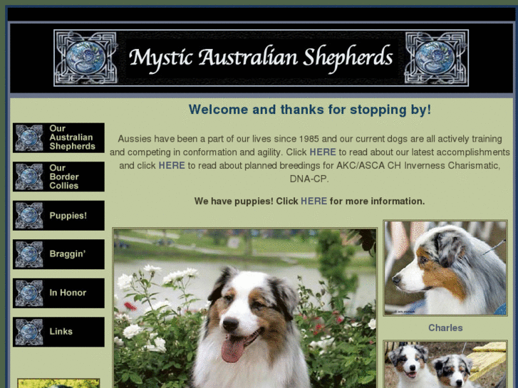 www.mysticaustralianshepherds.com