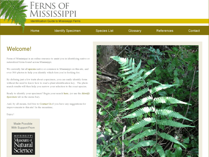 www.mississippiferns.org