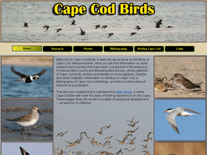 www.capecodbirds.org