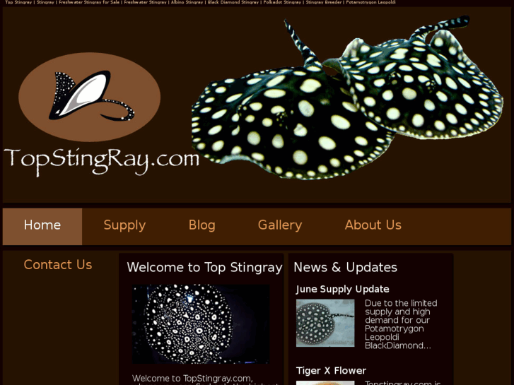 www.topstingray.com