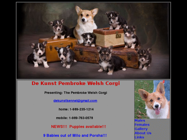 www.pembroke-welshcorgi.com