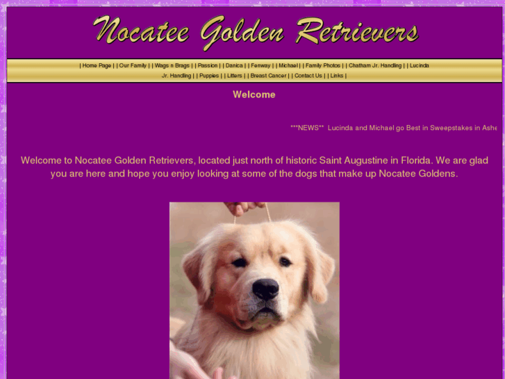 www.nocateegoldens.com