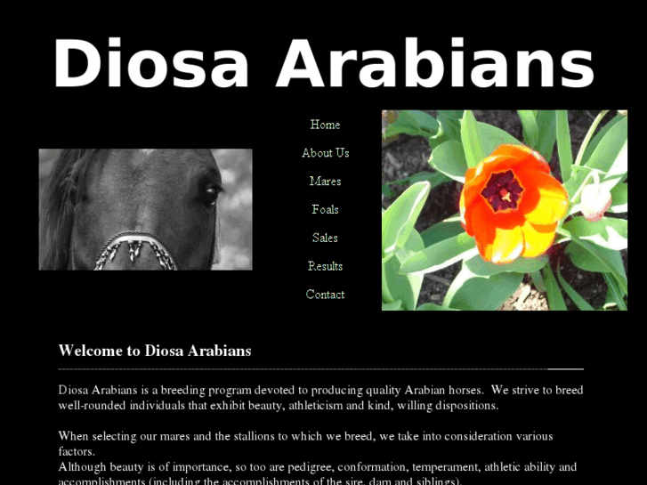 www.diosa-arabians.com