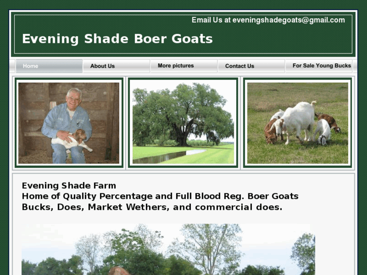 www.eveningshadeboergoats.com