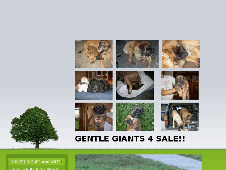 www.gentlegiants4sale.com