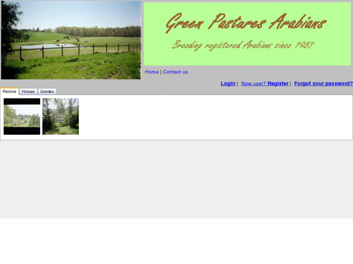 www.greenpasturesarabians.com