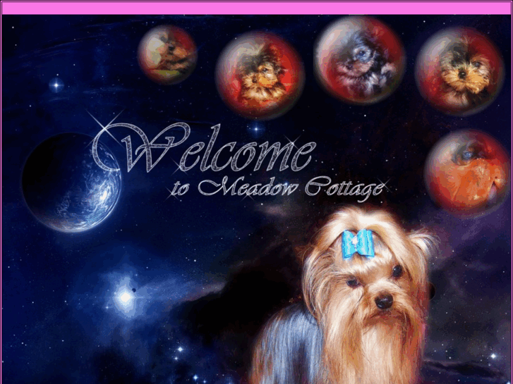 www.yorkshire-terrier-meadow.com