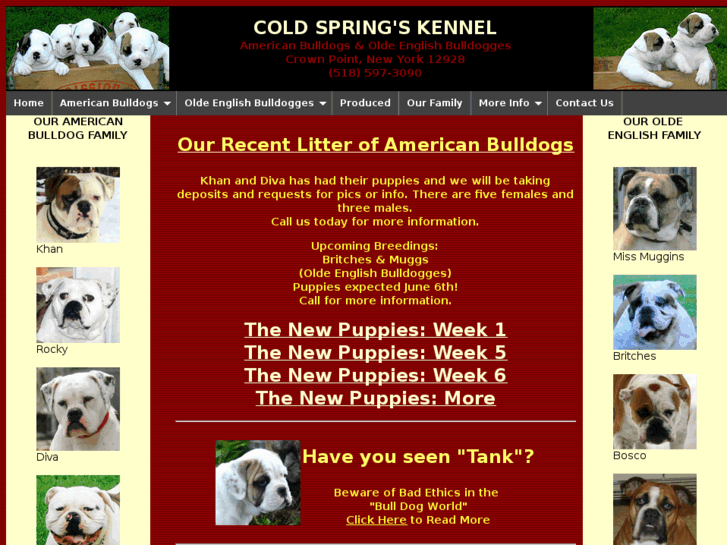 www.csamericanbulldog.com