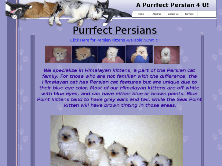 www.a-purrfect-persian-4-u.com