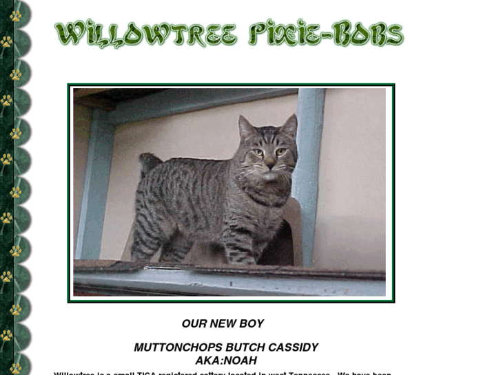 www.willowtreepixiebobs.com