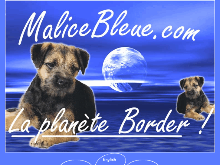 www.border-terrier-club.com