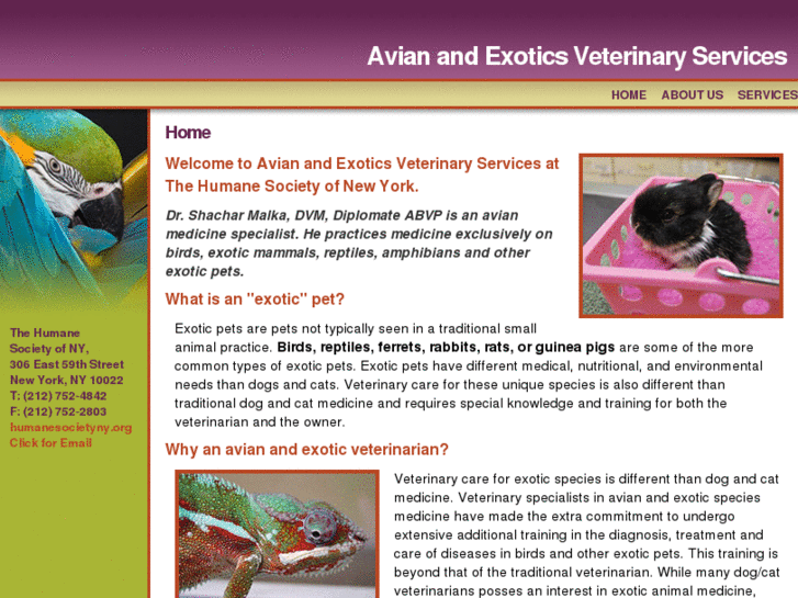 www.birdexoticsvet.com