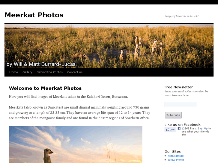 www.meerkatphotos.com