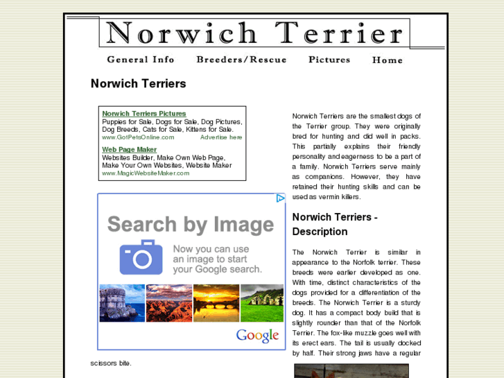 www.norwich-terrier-dogs.com