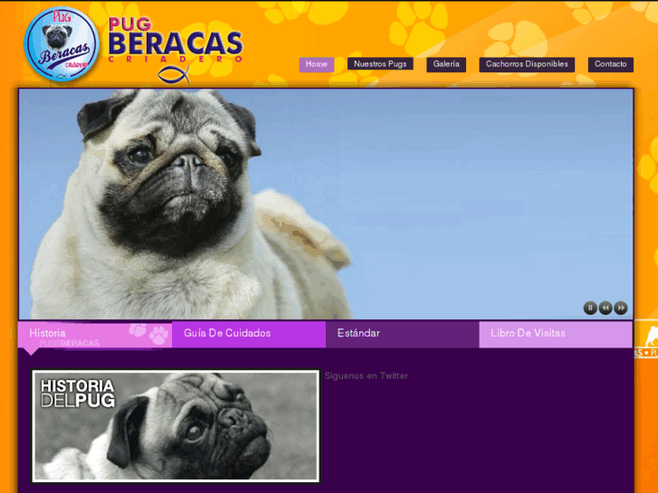 www.pugsberacas.com