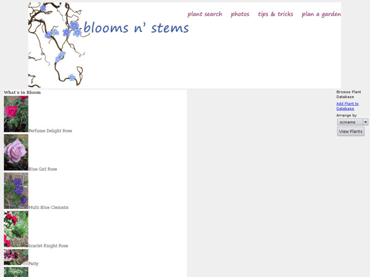 www.bloomsnstems.com